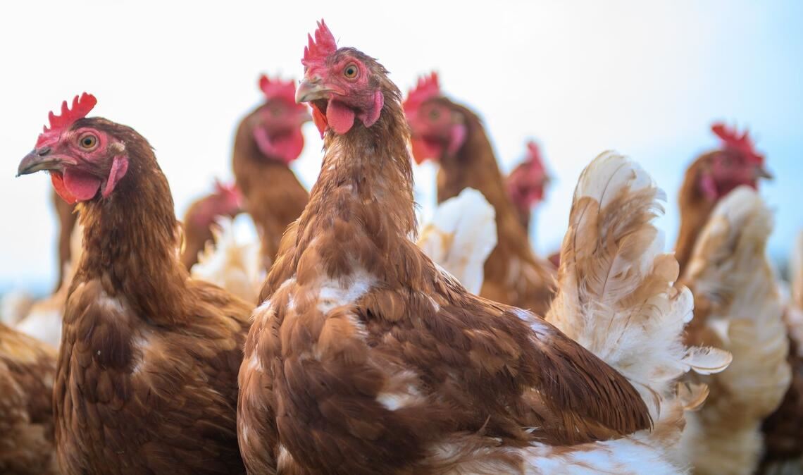 Wegen Vogelgrippe und Newcastle Disease sind in den vergangenen Monaten Hunderttausende Legehennen gestorben. (Symbolbild)