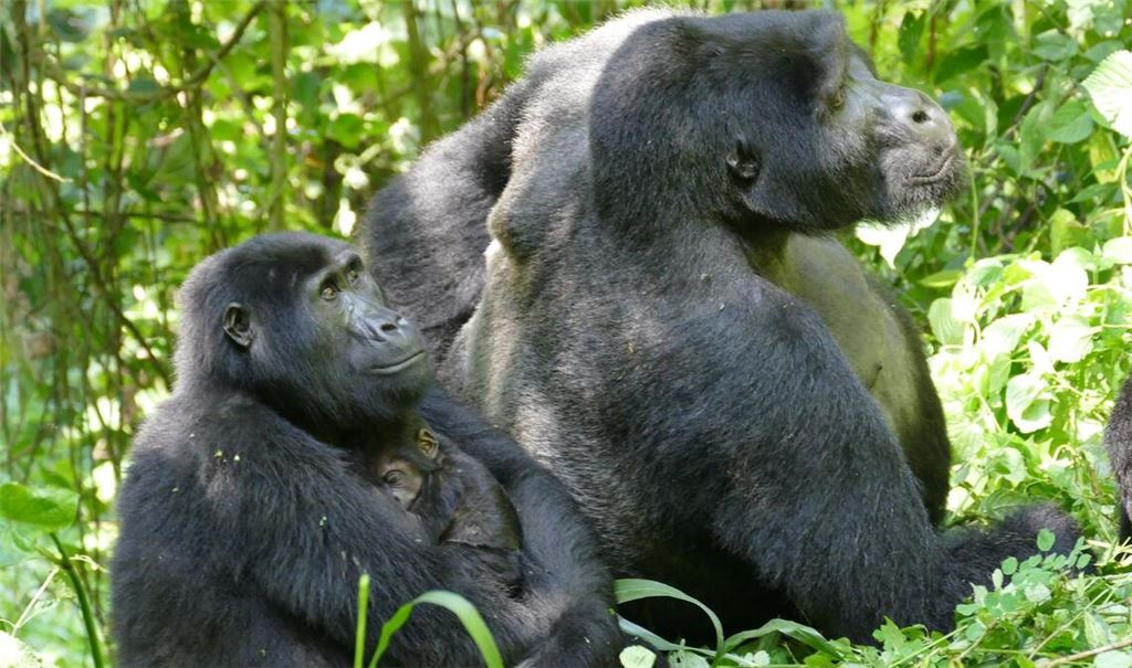 Weibliche Berggorillas können ganz schön alt werden - wie hier im Bwindi Impenetrable Nationalpark. (Archivbild)