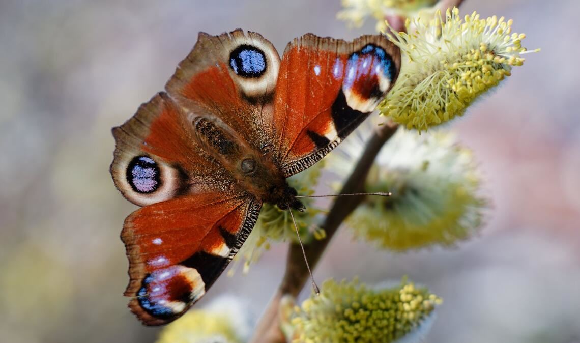 Weidenkätzchen zählen zu den beliebten Nahrungsquellen für Insekten. (Archivbild)