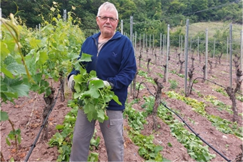 Weil er keine Ausnahmegenehmigung für Pflanzenschutzmaßnahmen bekommt, sieht sich Kleinstwinzer Edmund Pfeil aus Schützingen gezwungen, seinen 800 Quadratmeter großen Weinberg abzuschneiden. Auch, damit sich eventuelle Krankheiten der Rebstöcke nicht weiter ausbreiten. Foto: privat