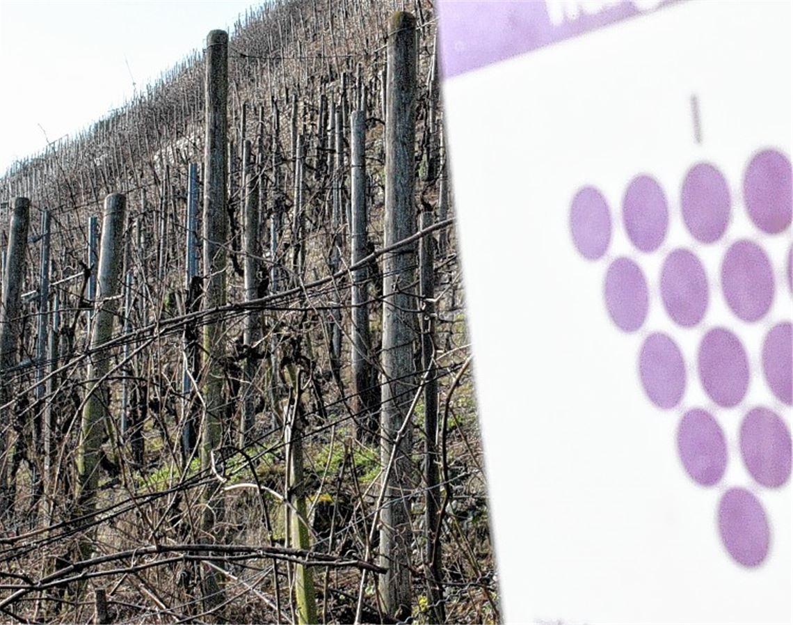 Weinbau in den Steillagen zwischen Roßwag und Mühlhausen ist wegen der vielen Trockenmauern arbeitsintensiv. Die Wengerter hoffen im Zuge eines neuen Förderprogramms auf Unterstützung.