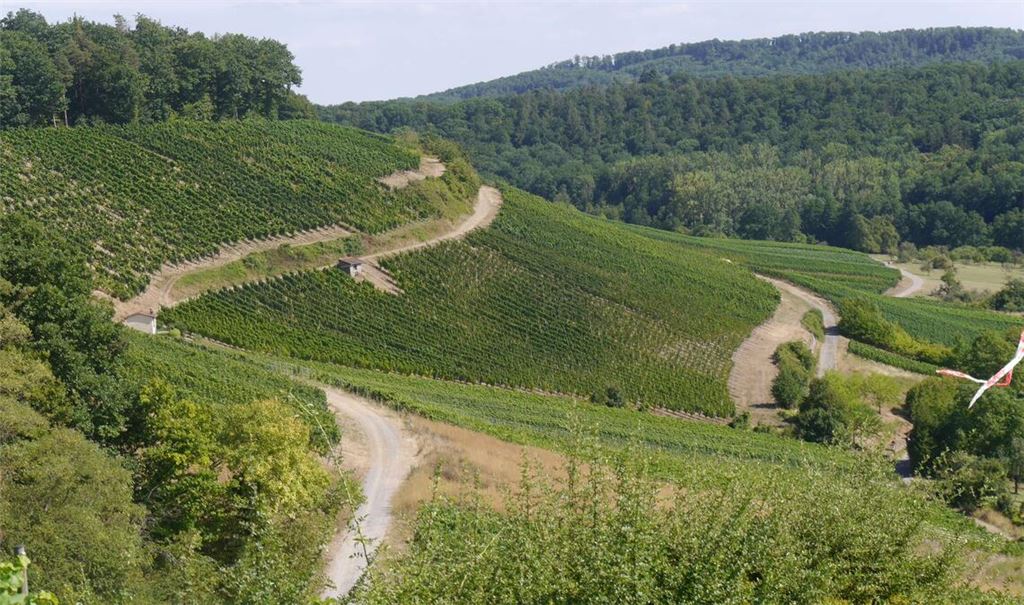 Weinberge am Derdinger Horn. Fotos: Lechner
