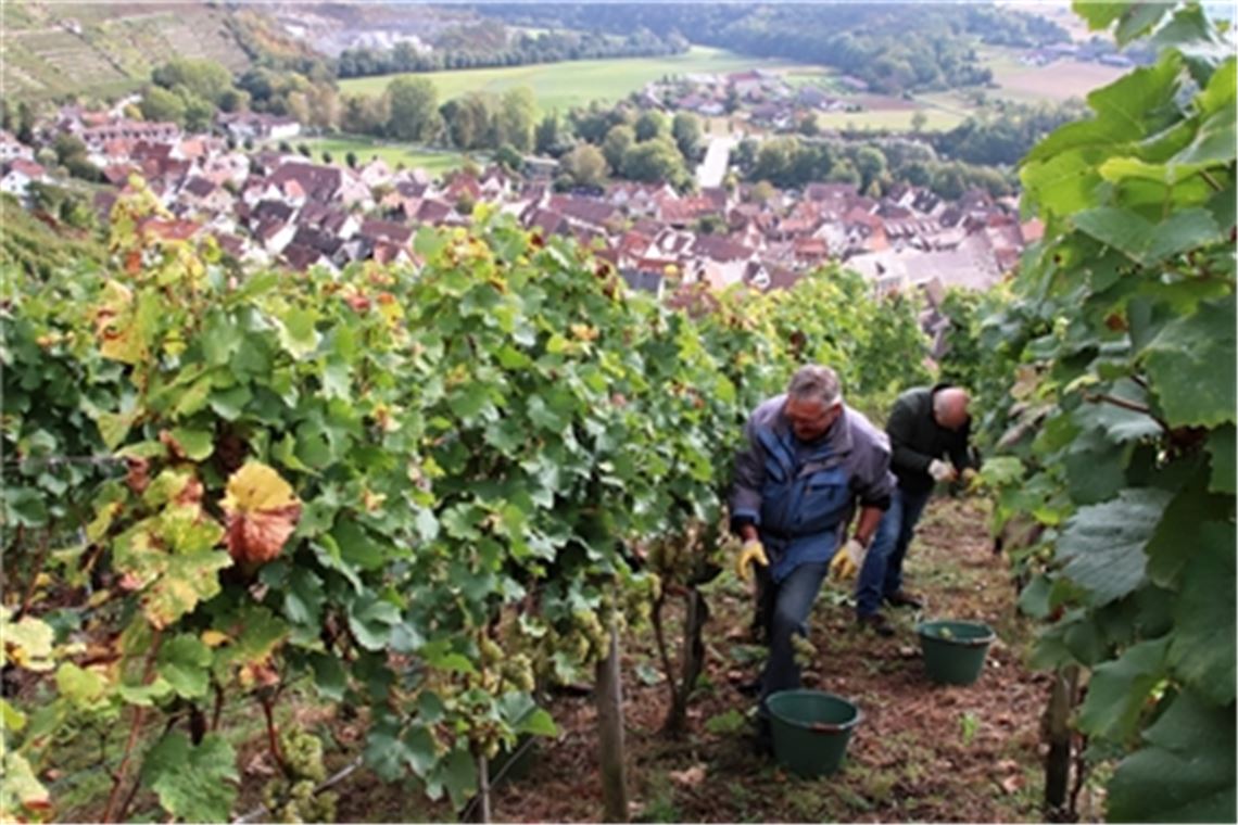 Weinlese oberhalb von Roßwag.Hier werden gerade Riesling-Trauben eingeholt. Fotos: Arning