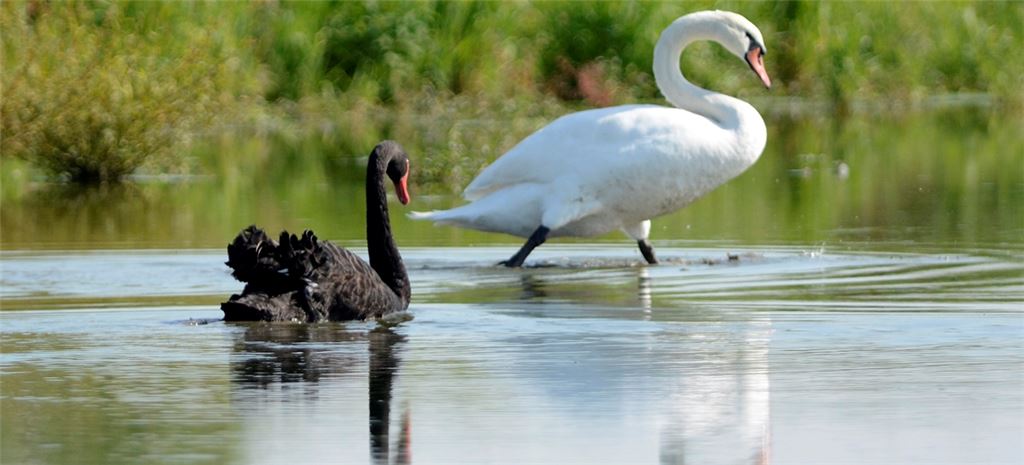 Weißer Schwan und schwarzer Schwan in schönster Eintracht. Foto: Lechner