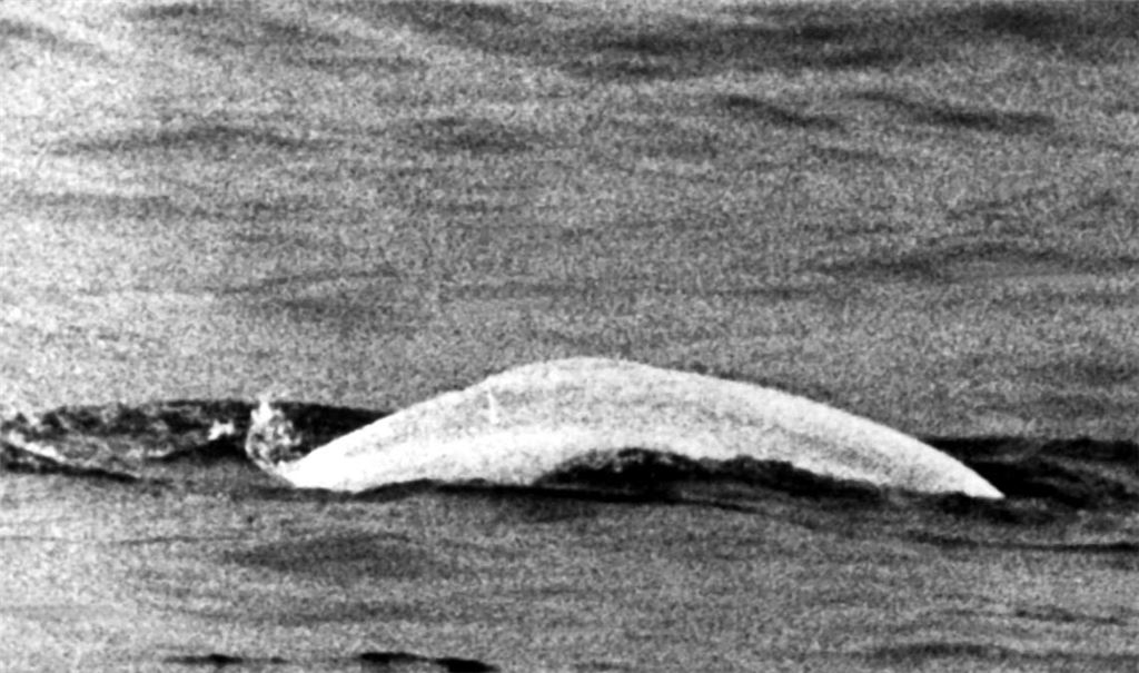 Weißer Wal im trüben Rhein: Fast einen Monat lang war Moby Dick 1966 zwischen Duisburg und Rheinland-Pfalz unterwegs.