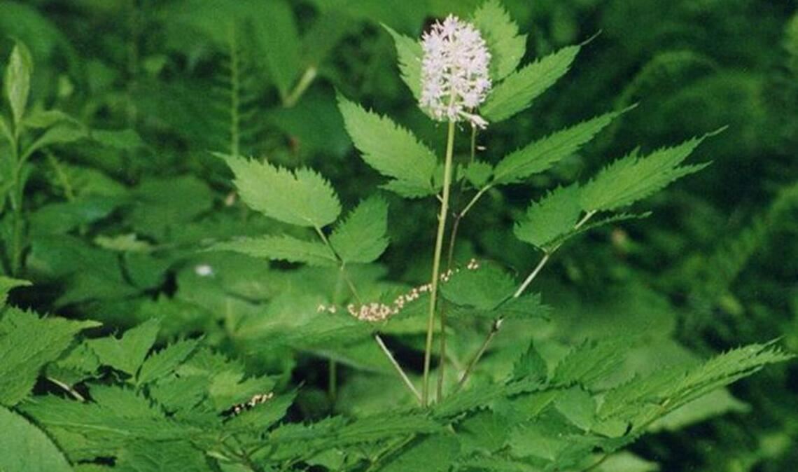 Weißfrüchtiges Christophskraut (Actaea pachypoda): Diese in Nordamerika beheimatete Pflanze wird auch „Doll’s Eyes“ (Puppenaugen) genannt wegen ihrer weißen, mit schwarzem Punkt versehenen Früchten. Für Vögel sind die Beeren ungefährlich, der Verzehr durch den Menschen führt zu einer Lähmung des Herzmuskels und zum Herzstillstand.