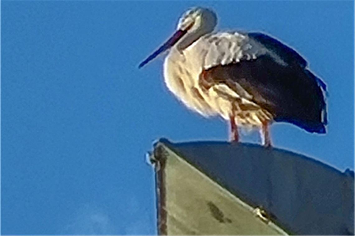 Weißstorch auf einem der Flutlichtmasten am Mühlhäuser Sportplatz, die den Tieren als Ruheplatz und Nachtlager dienen. Foto: Eier