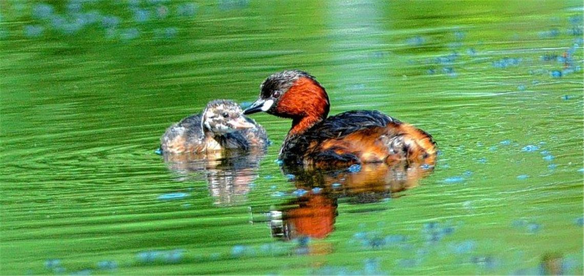 Zwergtaucher scheut die Öffentlichkeit