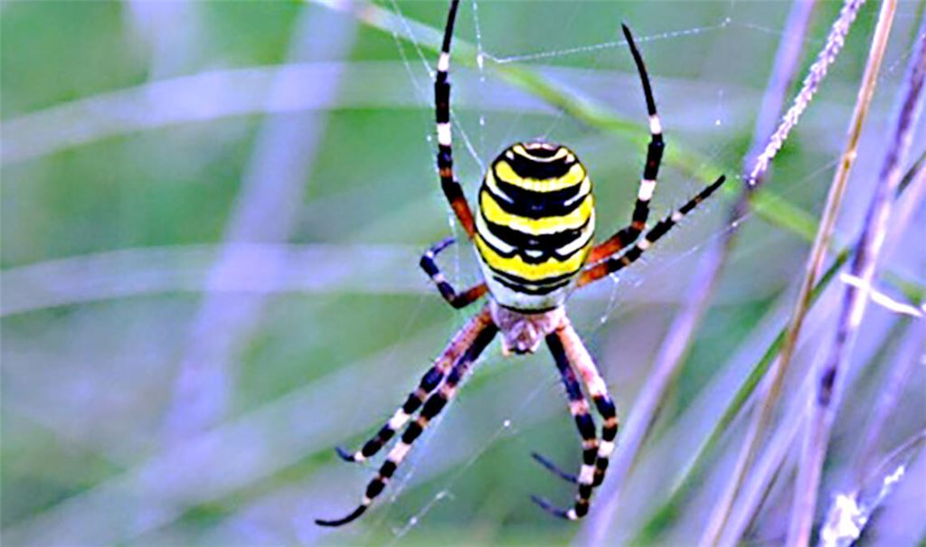 Welche Art ist das? Der Verein Araneus will interessierten Kindern und Jugendlichen die Natur näher bringen. Foto: privat