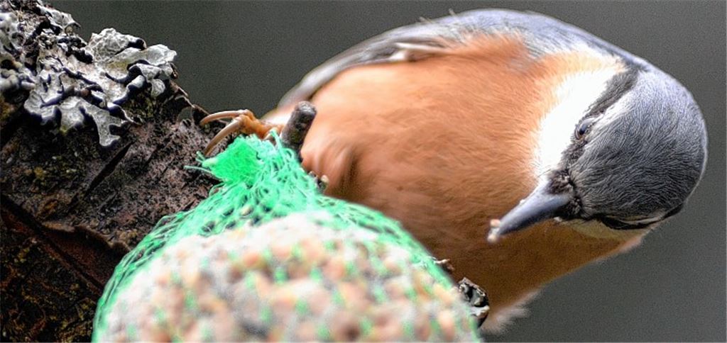 Weniger Vögel an Futterstellen