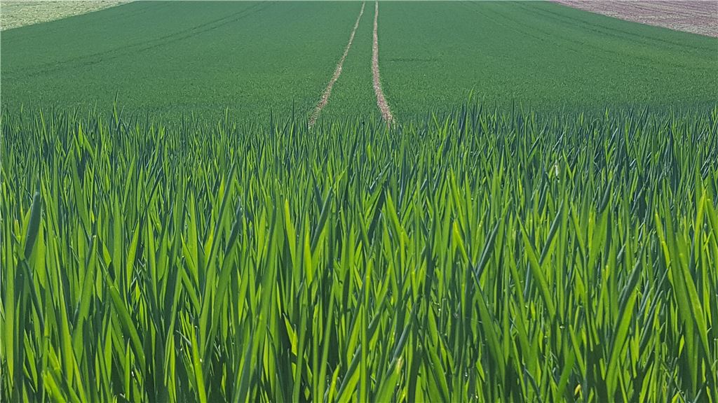 lh Kornfeld Landwirtschaft