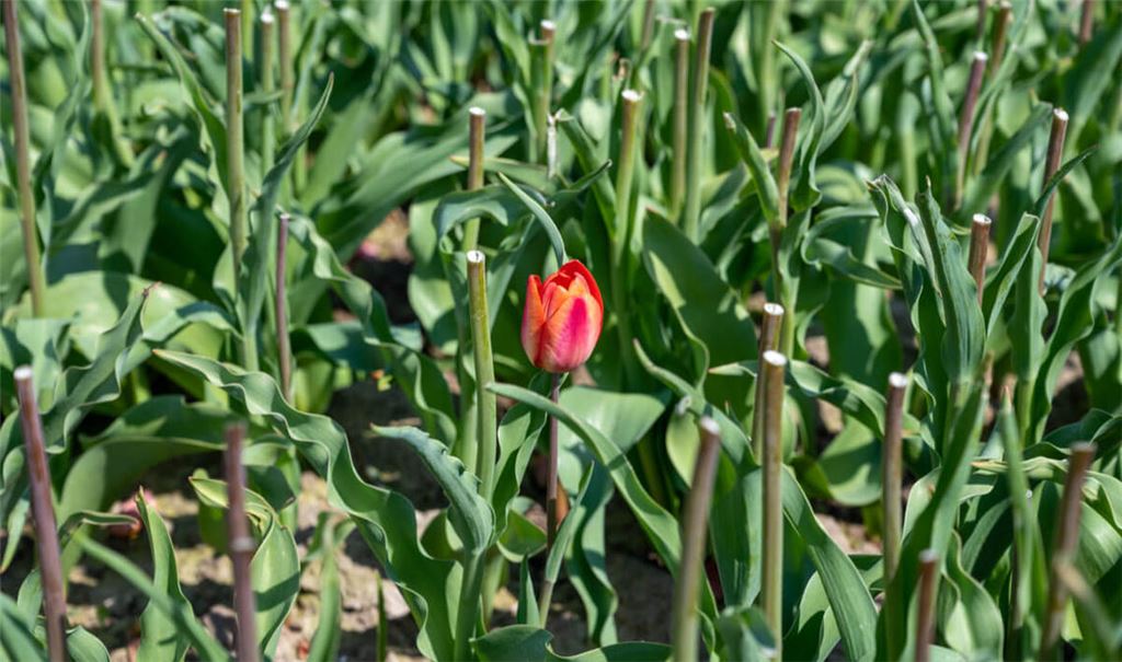 Wenn Tulpen verblüht sind, können sie beschnitten werden. So kann die Blume auch im nächsten Jahr eine kräftige Blüte bilden.