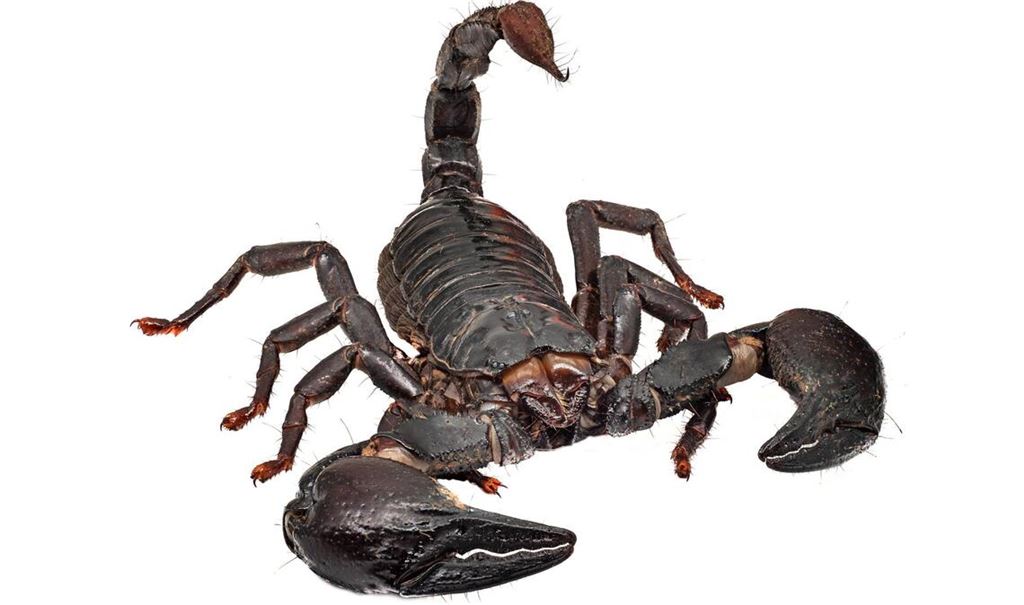 Wenn der Skorpion zusticht: In Analogie haben Meteorlogen einen bestimmtes Sturmtief "Sting-Jet" – "Stachel-Strahl" – genannt, der wie der Schwanz eines Skorpions aussieht.