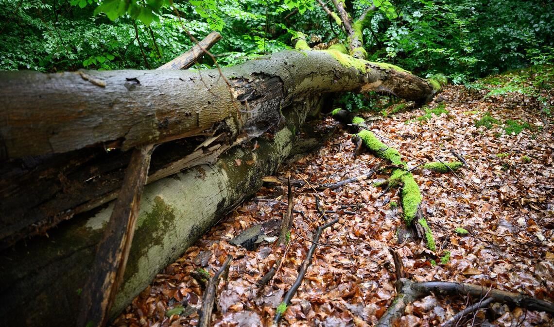 Wenn der deutsche Wald besser mit Dürre und steigenden Temperaturen zurechtkommt, kann er mehr CO2 speichern - was gut ist für das Klima. (Archivbild)