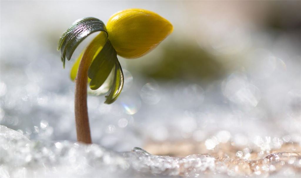 Wenn es wieder wärmer wird, erwacht die Natur.