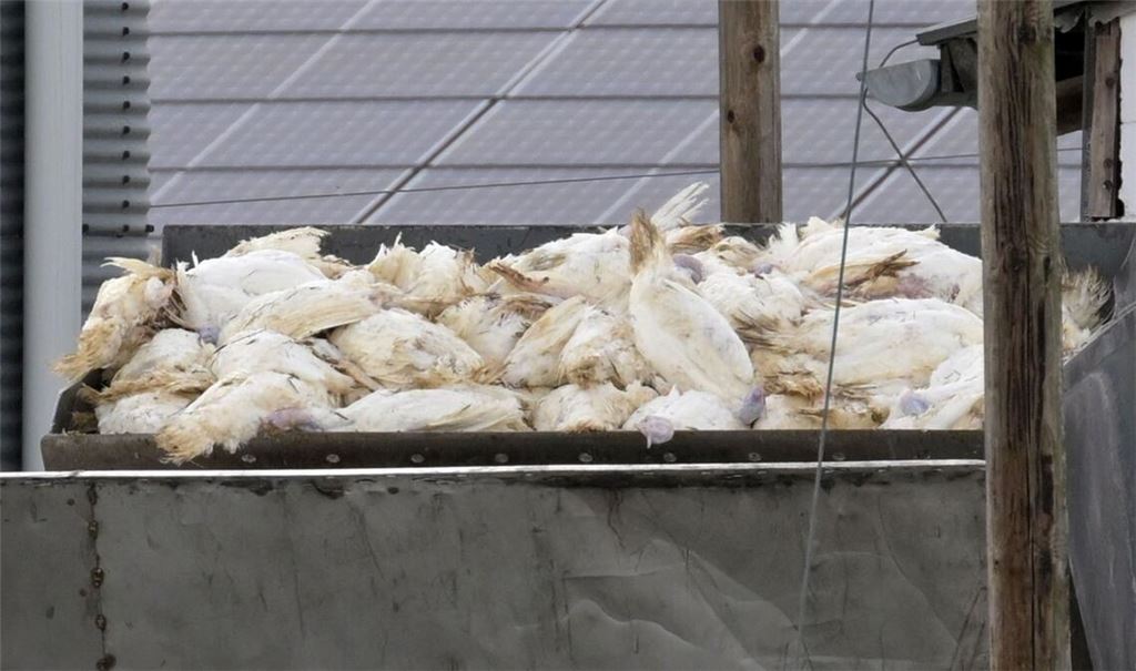 Wenn in einem Geflügelbetrieb die Vogelgrippe nachgewiesen wurde, müssen alle Tiere vorsorglich getötet und vernichtet werden. Die Tierseuchenkasse leistet Entschädigungszahlungen. (Illustration)