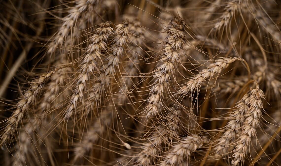 Wer Zöliakie hat, kann kein glutenhaltiges Getreide wie Weizen essen. (Symbolbild)
