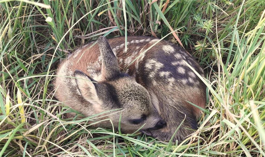 Wer ein vermeintlich verlassenes Jungtier wie ein Rehkitz findet, sollte es nicht anfassen oder gar mitnehmen, mahnt das Forstamt Enzkreis. Foto: Enzkreis/Thomas Kälber