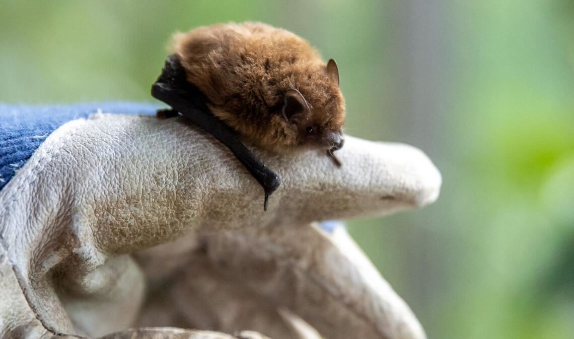 Wer eine Fledermaus findet und bergen will, sollte stets Handschuhe tragen.
