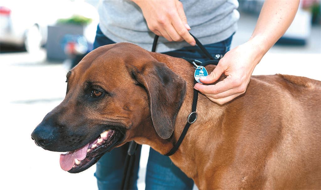 Wer einen Hund besitzt und in Knittlingen lebt, muss für sein Tier ab dem nächsten Jahr mehr Hundesteuer bezahlen. Foto: Archiv/Fotomoment