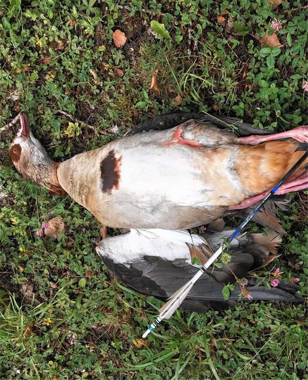 Tierquäler schießt Nilgans mit Pfeil an