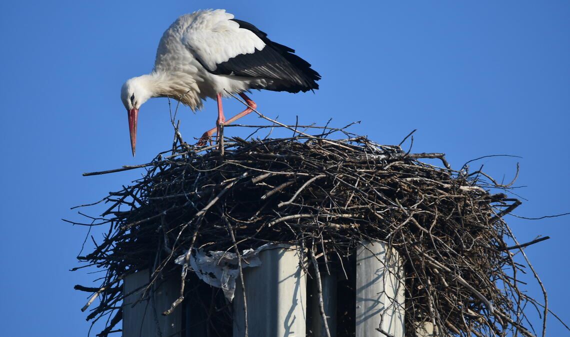 Wer hat hier Müll hinterlassen? Der Weißstorch, der an diesem Mittwoch im Nest auf dem Bauhofgelände Platz genommen hat, muss erstmal aufräumen. Foto: Bosch