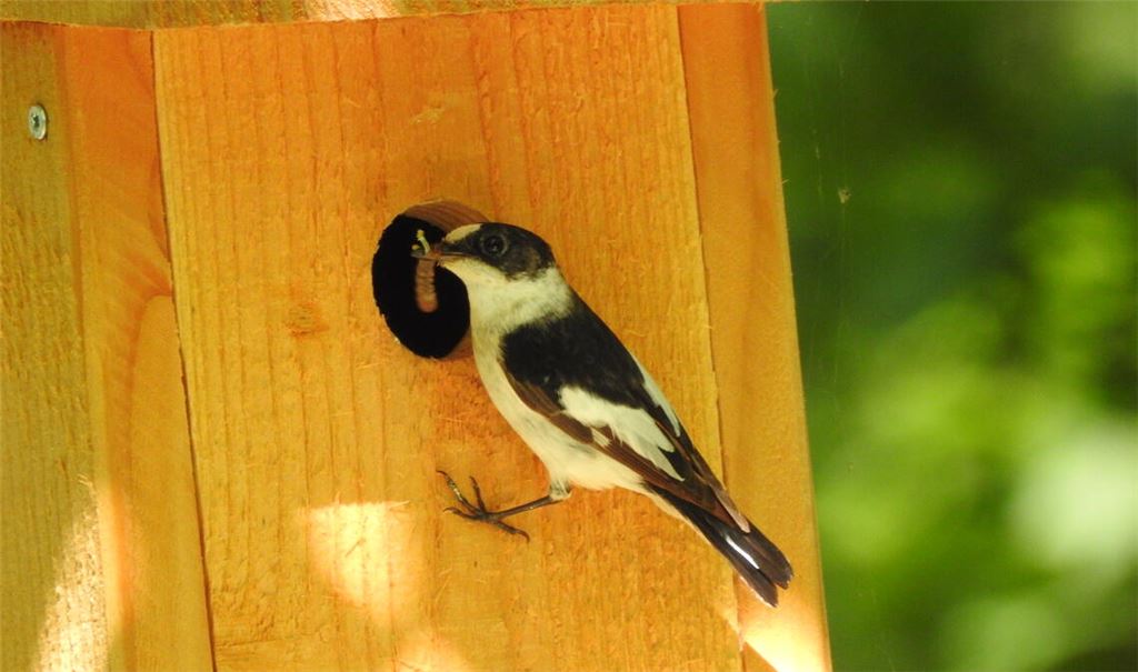 Wer heimischen Vögeln Gutes tun will, kann ihnen Unterschlupf bieten. Foto: BUND