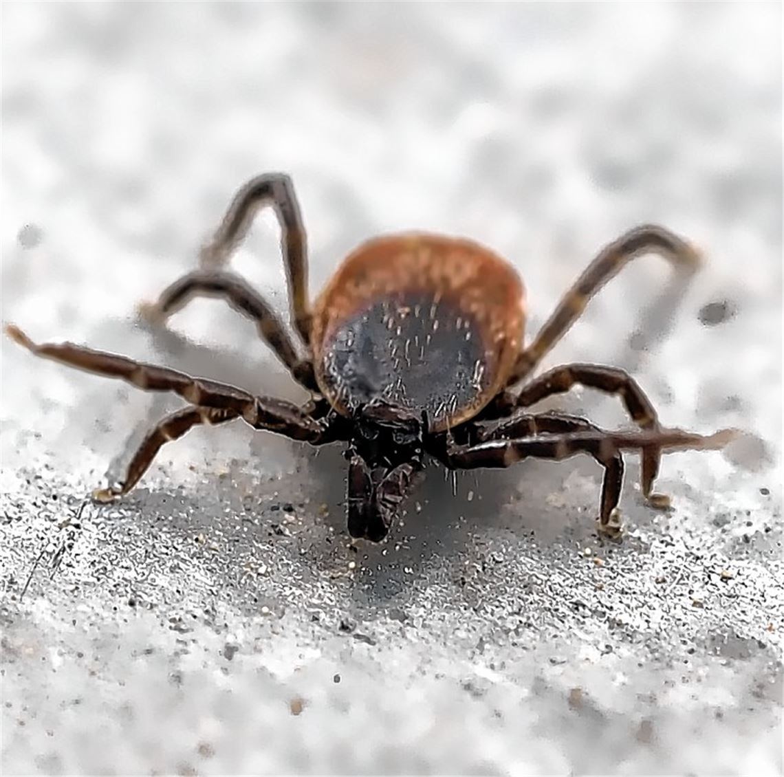 Die Gefahr lauert im hohen Gras