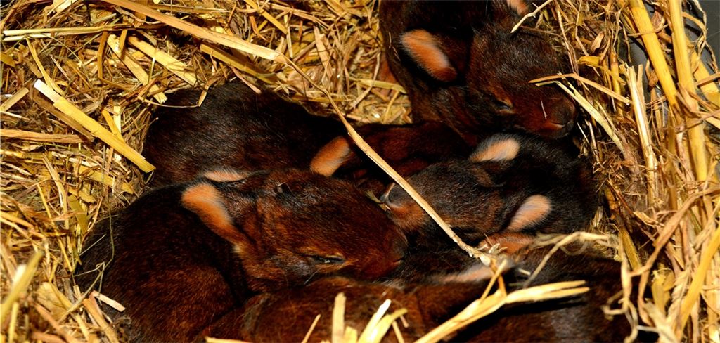 Wer kann da widerstehen? Foto: Stahlfeld
