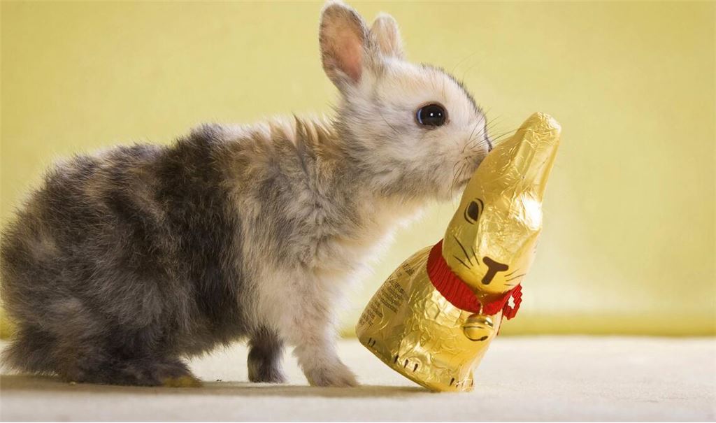 Wer liebt keine Schocki-Osterhasen? Doch dieses Jahr sind die Leckereien  so teuer, dass mancher bei der verzehrten Menge sparen muss.
