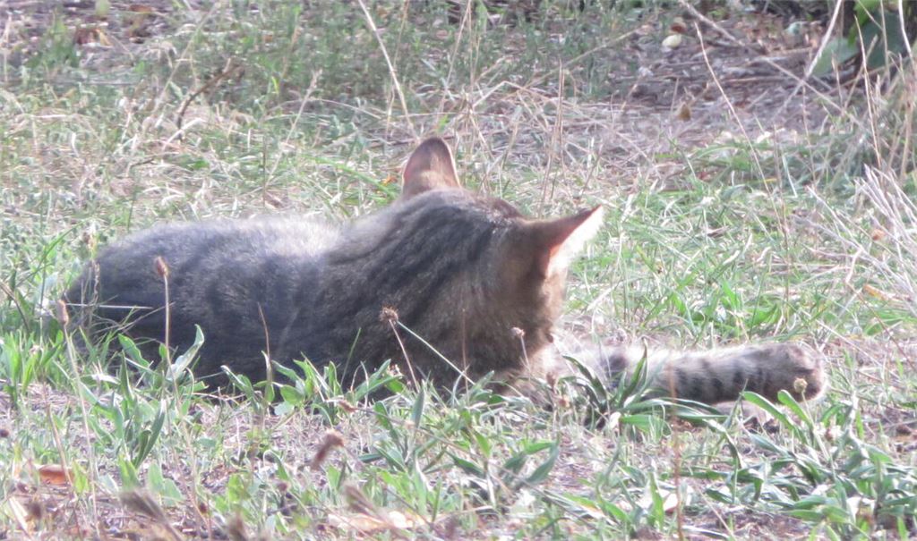 Wer schießt eine Katze an? Diese Frage wirft ein Vorfall von Tierquälerei in Lienzingen auf. Unser Symbolfoto zeigt keinen „Main Coone“-Kater. Foto: Archiv 