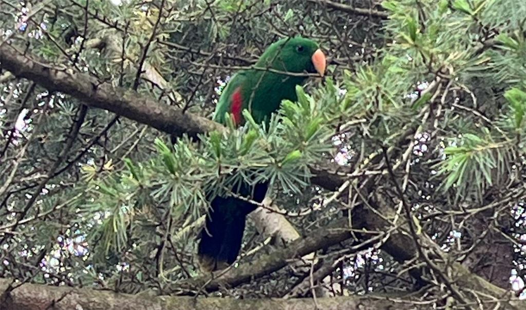 Wer sitzt da im Baum? Foto: privat