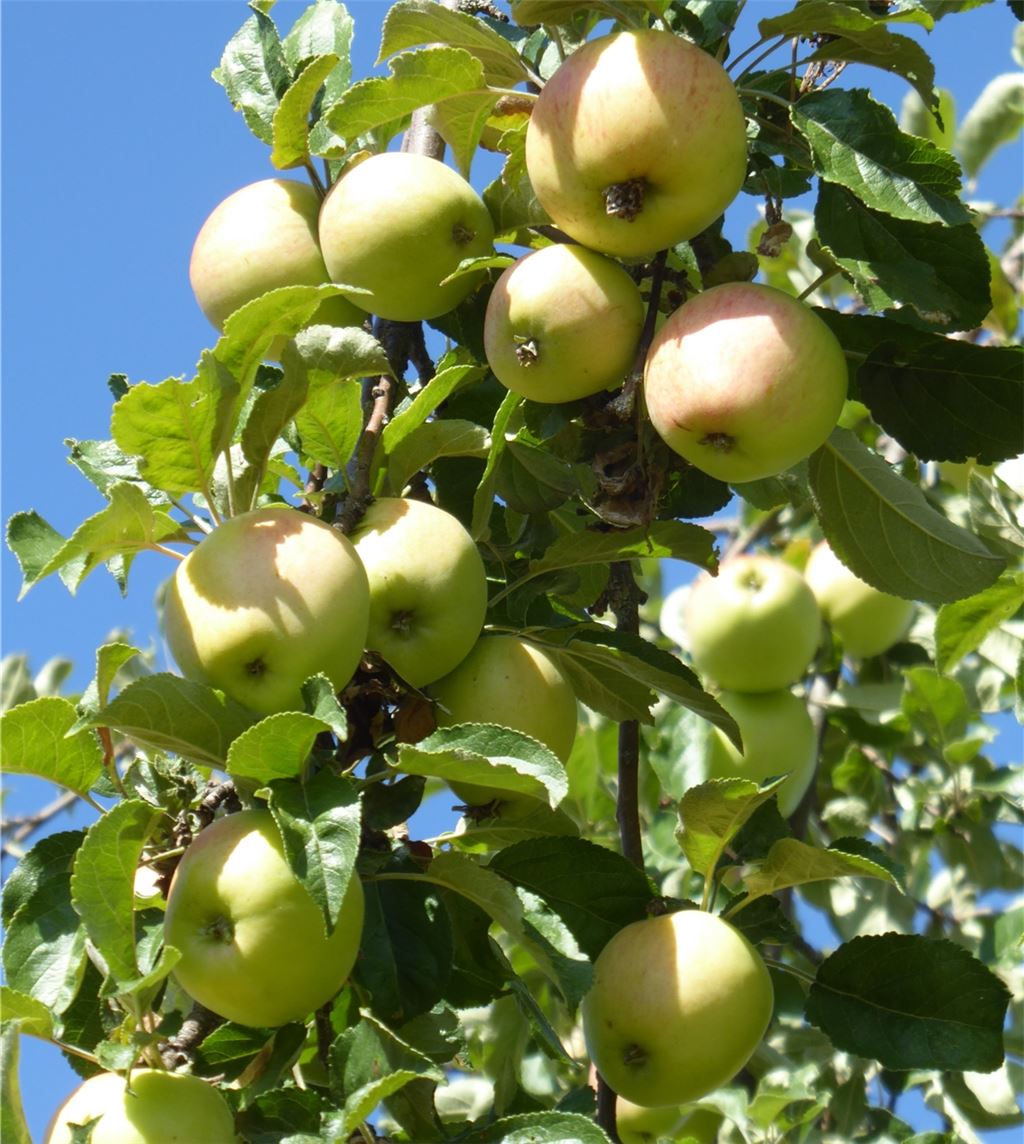 Wer zu viel Obst hat und es zum Selberpflücken anbieten möchte, kann das über die Internetplattform www.enzkreis.steuobstwiesen-boerse.de tun. Foto: Enzkreis/Reisch