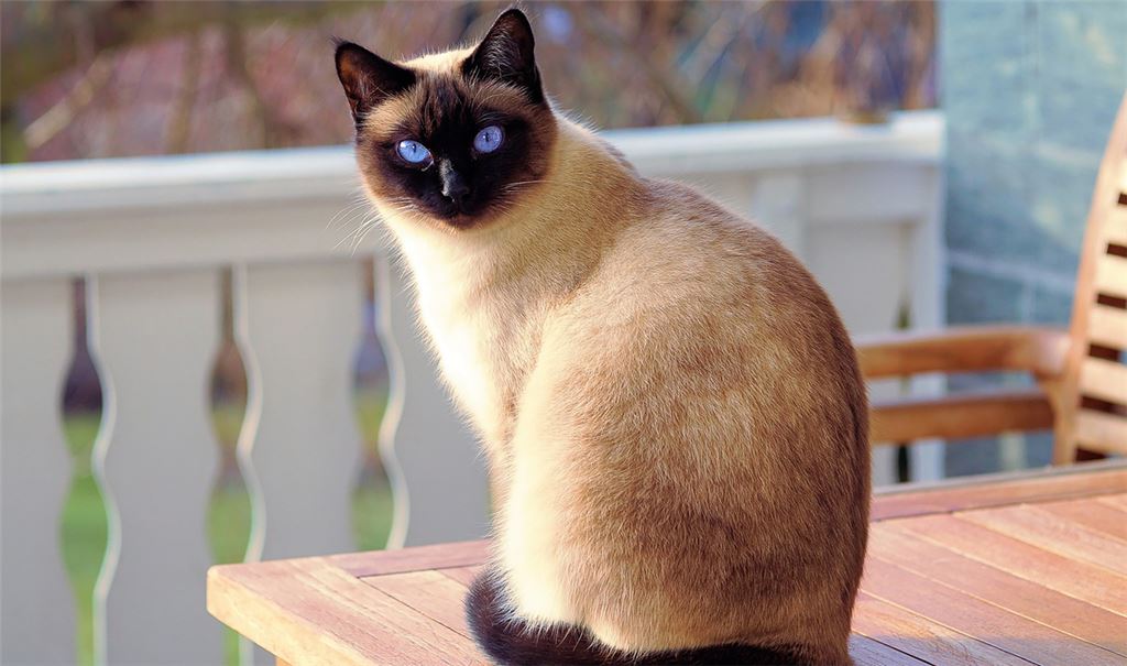 Werden unkastrierte Katzen in Wiernsheim aufgegriffen, haben die Verwaltung und Tierschützer nun mehr Handlungsoptionen bis hin zur Kastration. Foto: Pixabay