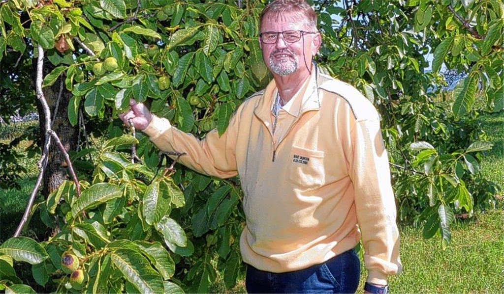 Walnüsse sind bei Dieben begehrt