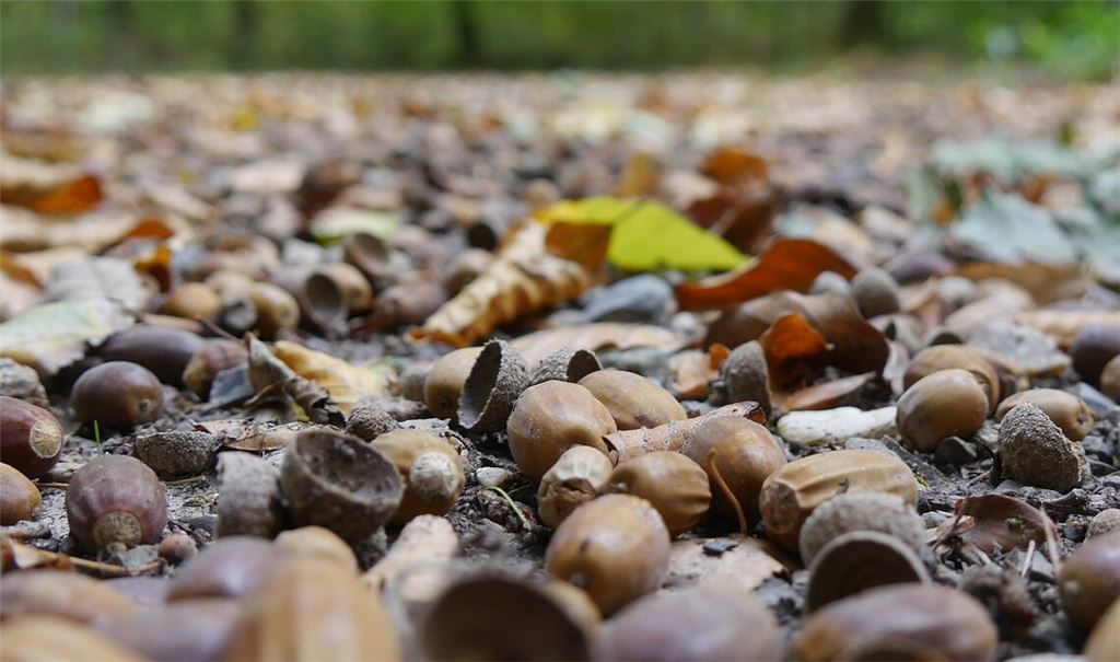 Wertvoll in vielerlei Hinsicht: der Waldboden. Foto: Lechner