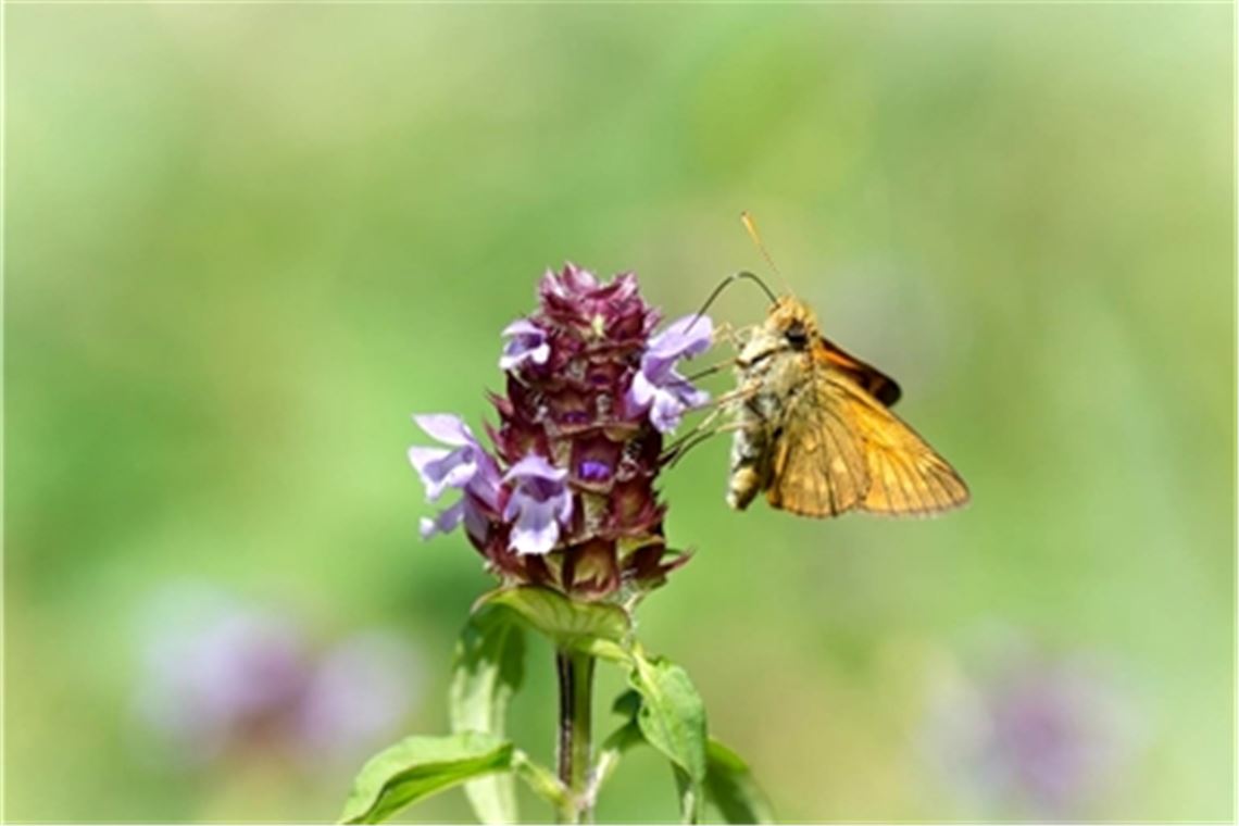 Wertvolle Nahrungsquelle für Insekten: Die „Kleine Braunelle“ ist – noch – weit verbreitet. Foto: Lechner