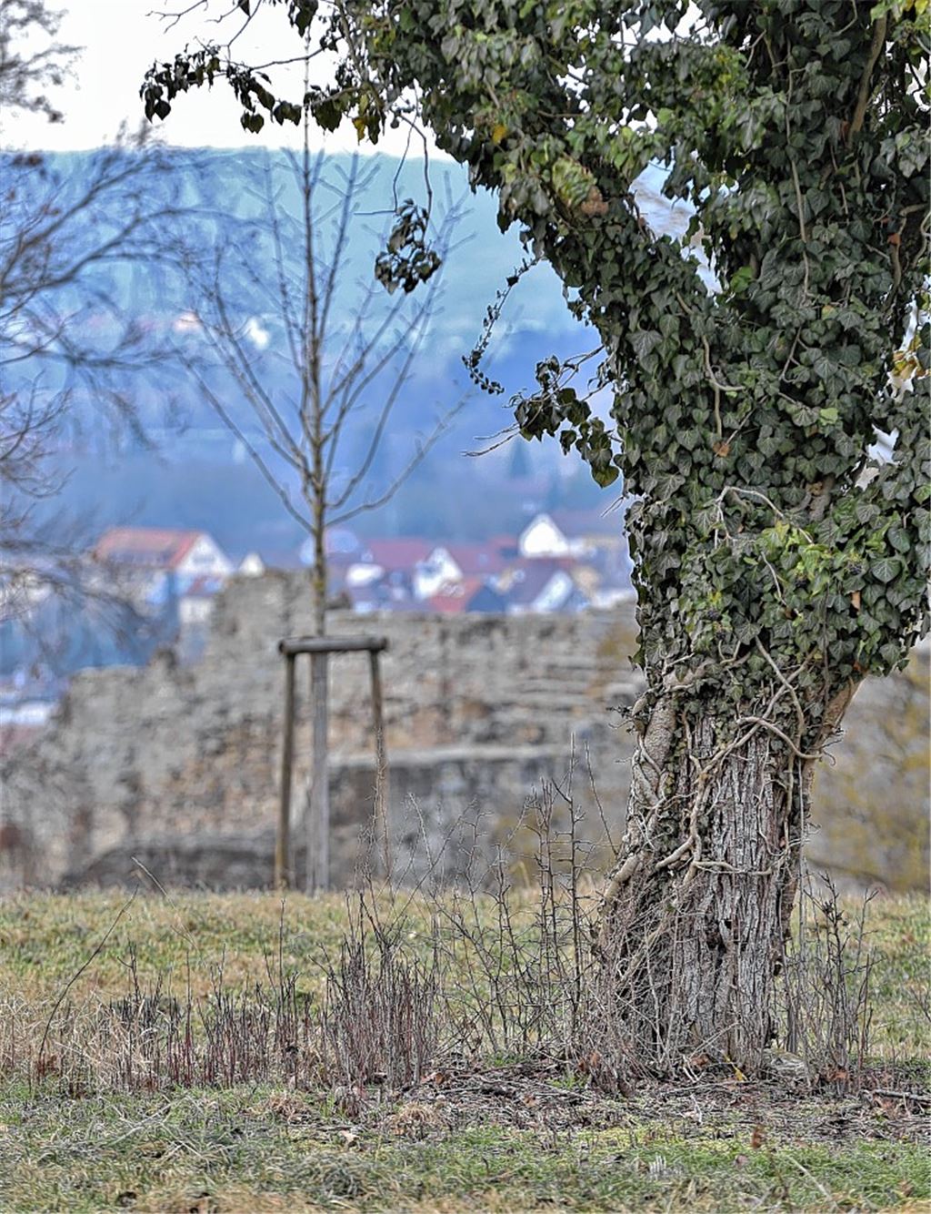 Burganlagen sollen aufblühen