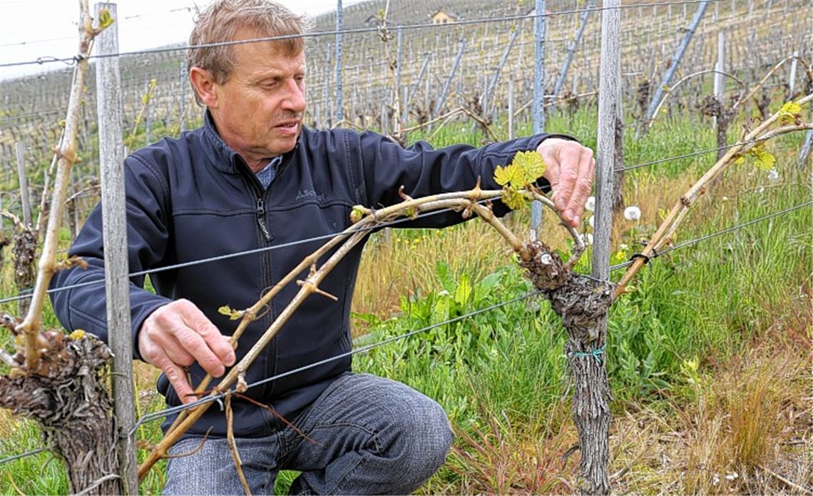 Nach dem Frost fängt das Zittern erst an