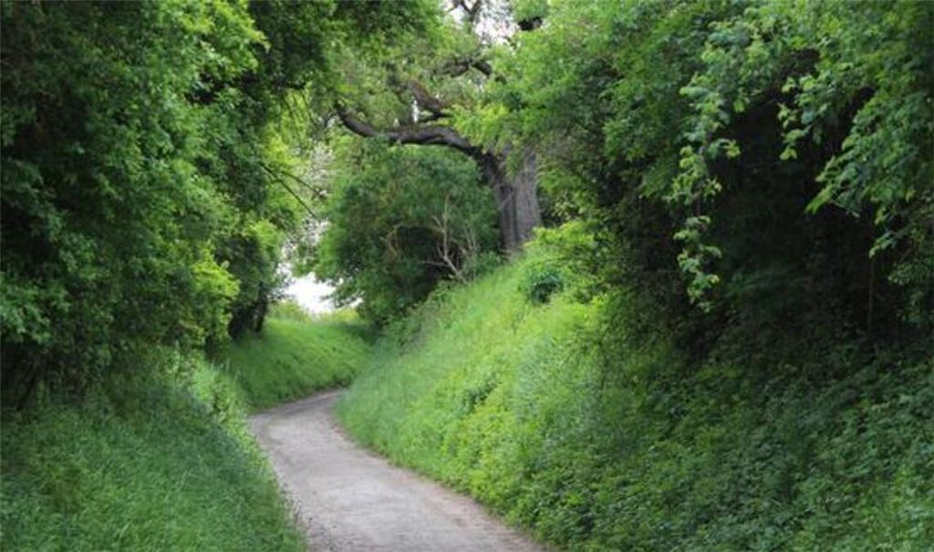 Wertvolles Biotop: der Hohlweg am Maulbronner Weg in Mühlacker. Foto: privat