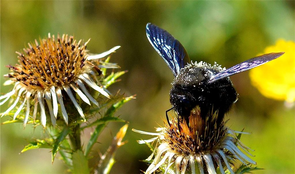 Wetterdisteln sind im Naturschutzgebiet Ziegelhäule für Wildbienen sehr attraktive Pflanzen. In dem Gebiet kommen aber auch Ringelnattern und Bläuling-Schmetterlinge vor.
