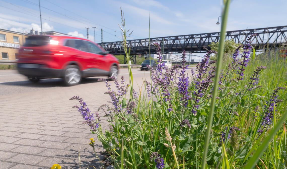 Wichtig für Insekten: Wie hier in Mühlacker sollten Flächen nicht zu oft gemäht werden. Foto: Fotomoment