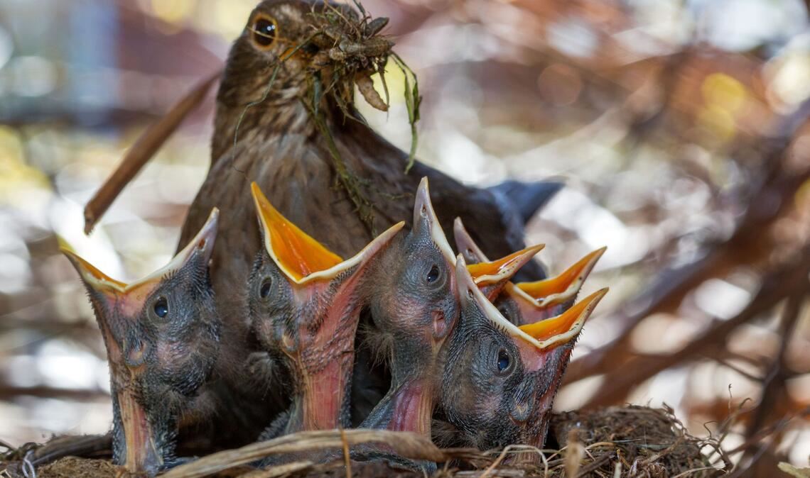 Wichtig für Singvögel sind naturnahe, insektenfreundliche Gärten. (Archivbild)