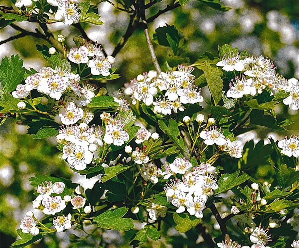 Weißdorn ist die Arzneipflanze 2019