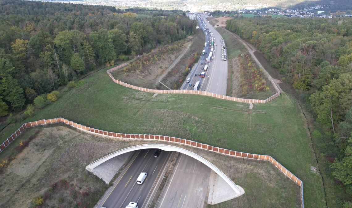 Wichtige Verbindung für Wildtiere: die Grünbrücke über die A8. Foto: Autobahn GmbH