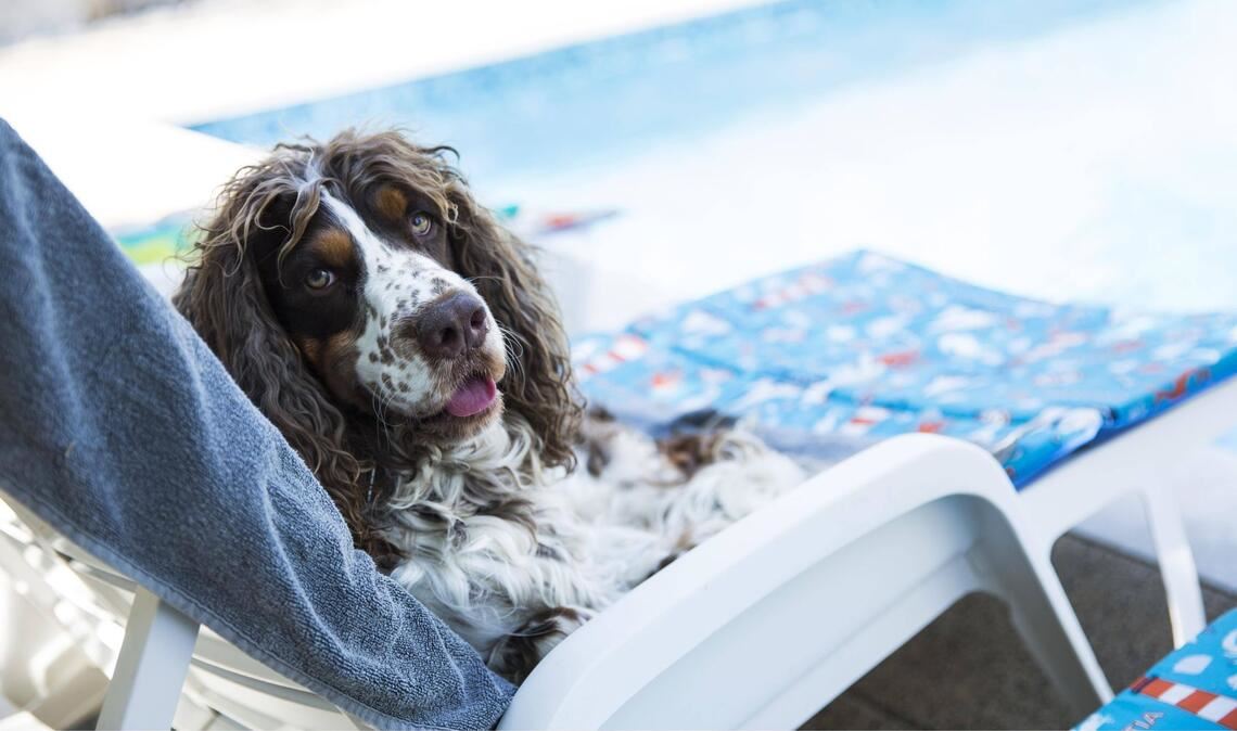 Wann sind die Hundstage? „Wie das Wetter, wenn der Hundsstern aufgeht, so wird’s bleiben, bis er untergeht.“