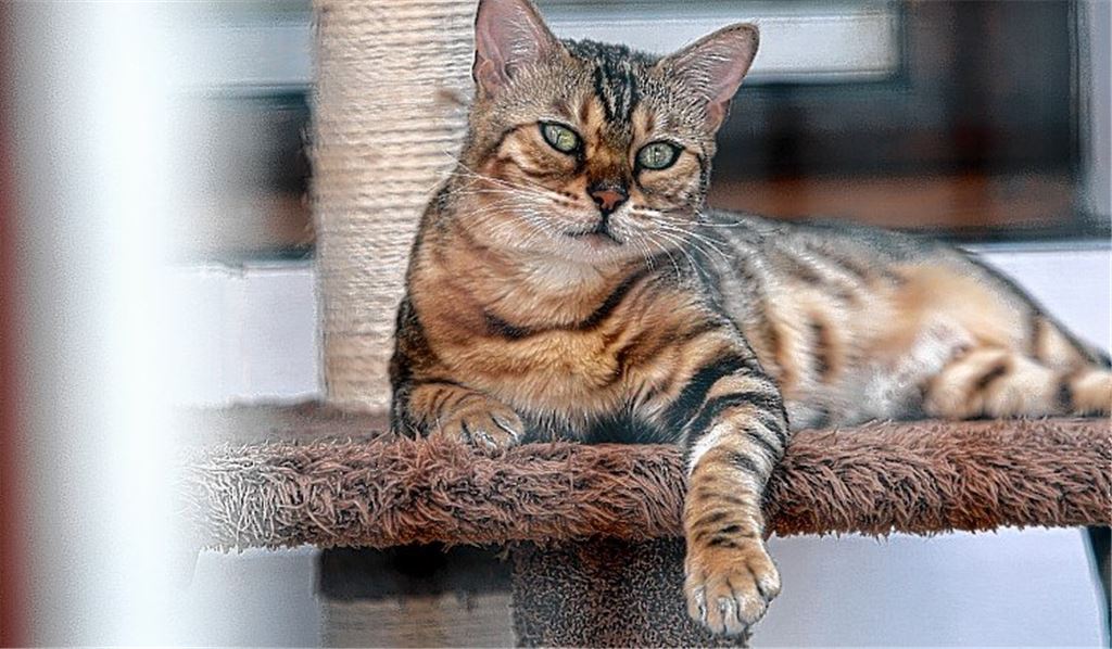 Findlinge auf ihrem Weg zum Glück