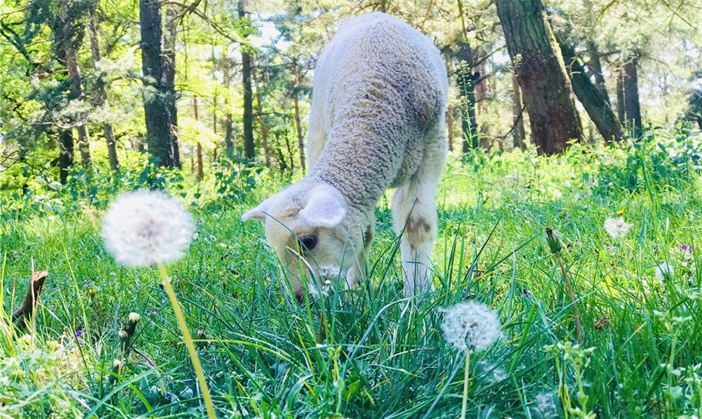 Wie rund 350 weitere Lämmer wurde dieses Tier im Frühjahr 2021 im Betrieb des Schäfers Dirk Riedl geboren. 22 Jungtiere sind nun von einem eingezäunten Gelände gestohlen worden. Foto: privat