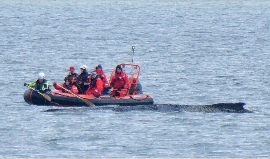 Wie steht es um den Wal?