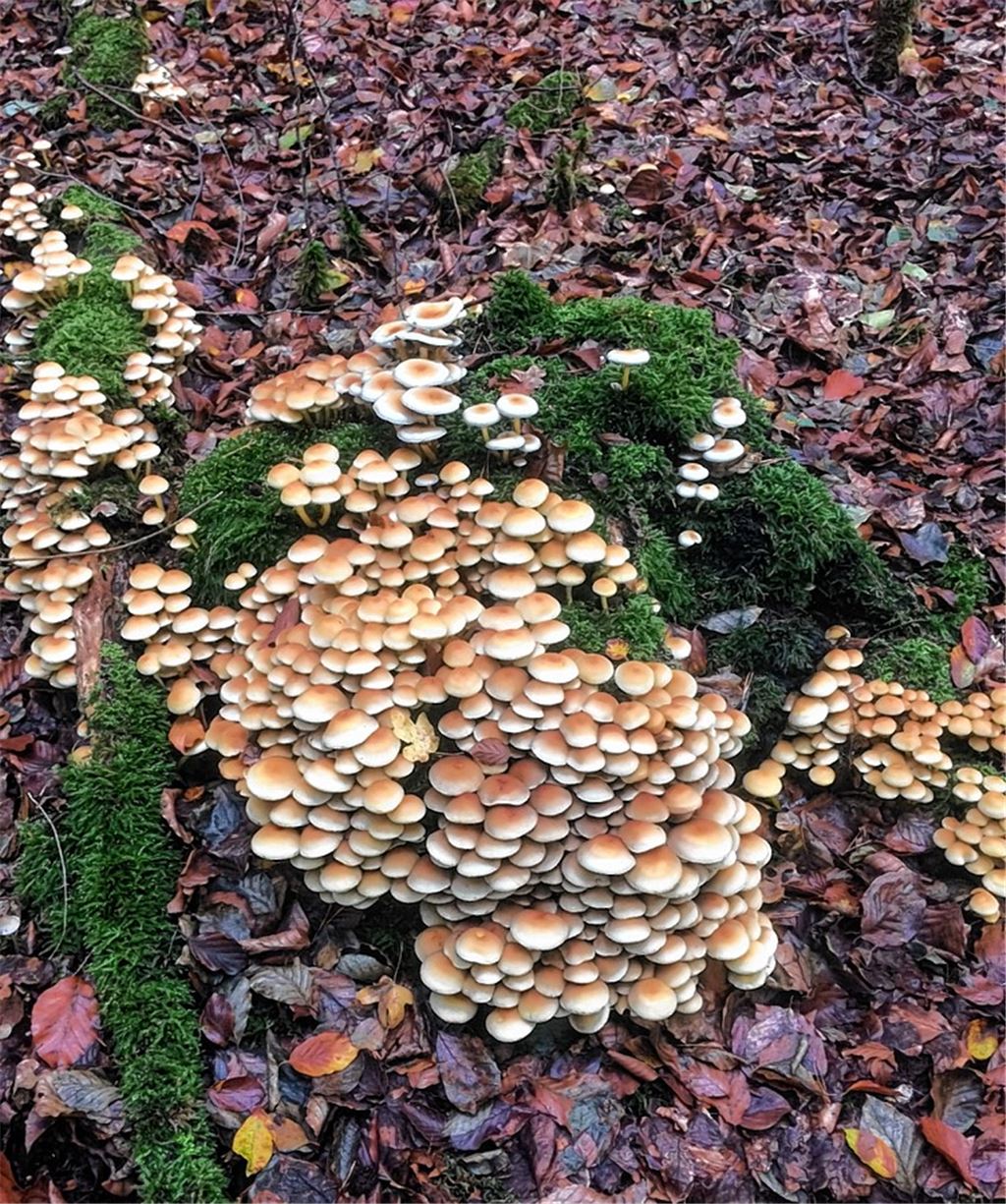 Herbstfarben
